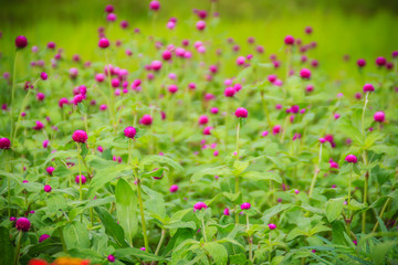 Colorful Gomphrena globosa flower on tree, also known as globe amaranth or bachelor button. The true species has magenta bracts, and have colors such as purple, red, white, pink, and lilac.