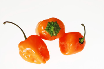 Extremely Hot Habanero Peppers on White Background