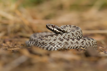 European viper Vipera berus in Czech Repblic