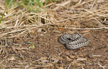 European viper Vipera berus in Czech Repblic