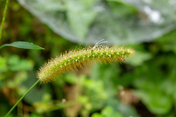 Green stalk