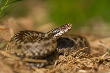 European viper Vipera berus in Czech Repblic