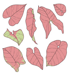 Vector collection set of Syngonium Pink Neon Robusta Plant leaf drawings