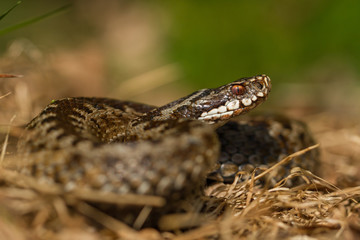 European viper Vipera berus in Czech Repblic