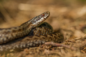 European viper Vipera berus in Czech Repblic