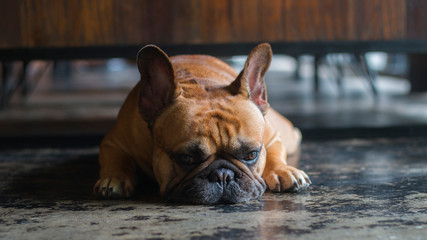 Sleepy French Bulldog laying on the floor.
