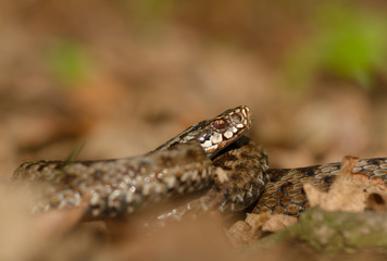 European viper Vipera berus in Czech Repblic