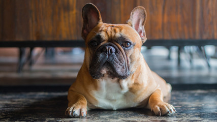 French Bulldog is looking to the camera. The dog is laying on the floor.
