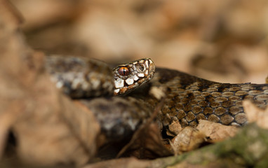 European viper Vipera berus in Czech Repblic