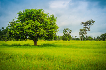 Fototapeta na wymiar Landscape view of big tree in green rice field on cloudy day. Green single tree on the rice field with cloudy blue sky background.