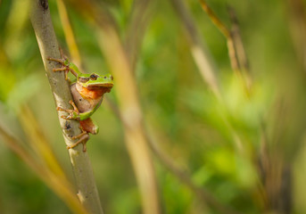 Nice green European tree frog, Hyla arborea, sitting on stick in Czech Republic