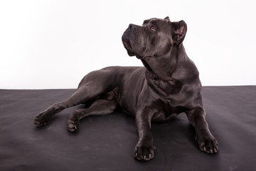 Fototapeta premium Gray dog Kenne Corso breed on a black and white background.