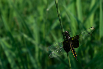 Black Saddlebags Skimmer (Tramea lacerata) in tall green grass in summer