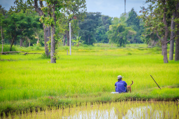 Simple lifestyle of rural Thai peasant, farmers are farming in the green paddy field during the rainy season.