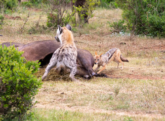 black backed jackal hyena and buffalo