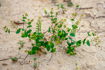 Растительность Мангыстау
