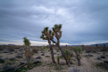 Fototapeta na wymiar joshua tree in the Mojave Desert