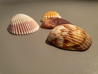 Seashells close up. Seashells and coral.