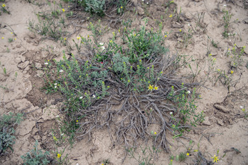 Весна Мангистау