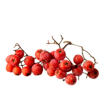 rowanberry on a white background