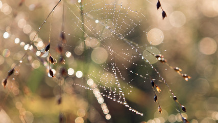 Dewey spiderweb on prairie grass with morning sunlight