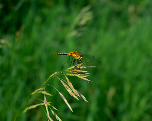 Orange meadowhawk dragonfly on grass (fringed brome) with green background