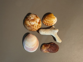 Seashells close up. Seashells and coral.