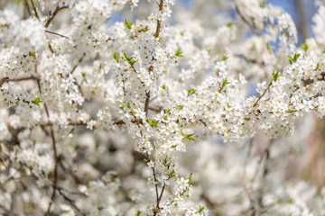 Cherry blossoms spring background.