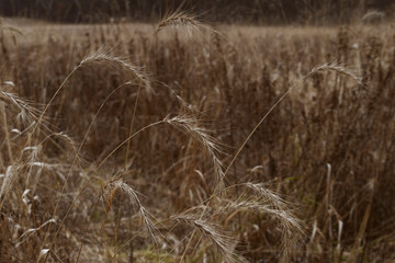Native prairie restoration with Canada wild rye grass