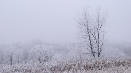 Winter trees with heavy frost and fog