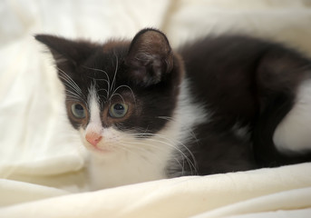 small  kitten on light  background