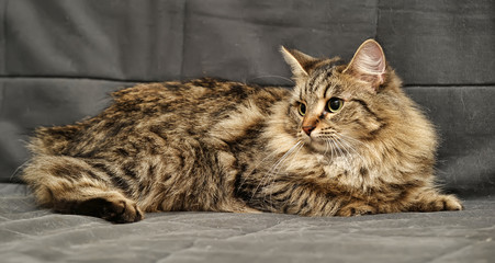brown siberian cat on gray background
