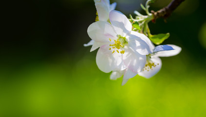 Blooming apple branch at spring garden against unfocused green grass background.