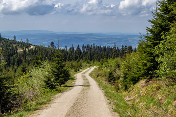 Ersatzanpflanzung für durch Sturm und den Borkenkaefer geschädigte Baeume auf dem Bergkamm des...