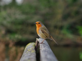 Robin Perched on a Bench