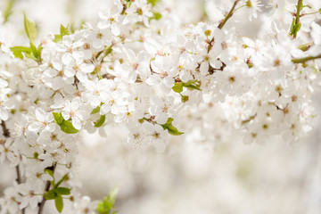 White cherry blossoms branches background at spring garden.