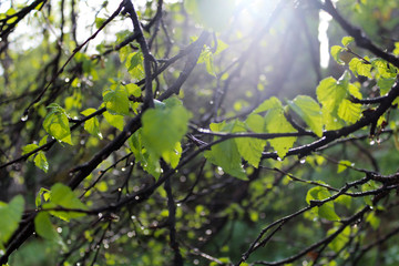 young birch leaves in the dew drops