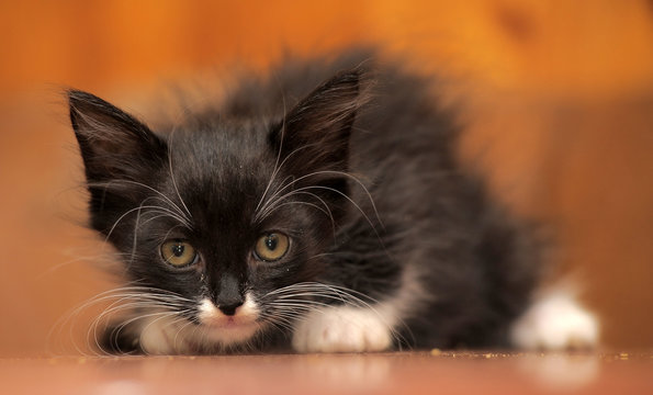 black and white fluffy kitten on a brown background