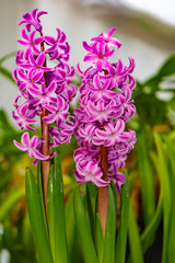 Fototapeta premium Closeup of a pink flowering hyacinth (Hyacinthus).