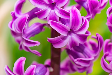 Fototapeta na wymiar Closeup of a pink flowering hyacinth (Hyacinthus).