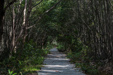 Abandon concrete walkway set in humid forest.The forest located in Thailand.