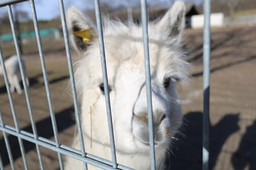 White llama