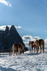Dolomites Horses