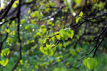 young birch leaves in the dew drops