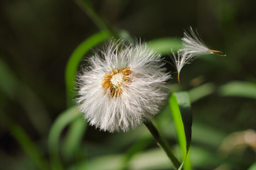Close-up of ripe fruits Common Dandelion (taraxacum officinale) flower on the summer meadow
