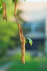 Birch branch on green background outside in spring