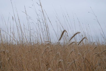 Obraz premium Native prairie restoration in autumn under a gray overcast sky