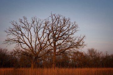 Fototapeta na wymiar Two oak trees with intertwined, bare branches in the warm light of a setting autumn sun