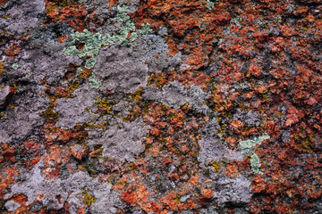 Colorful big stone texture with mold and moss