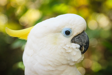 A cute white cockatoo in the green forest background. Sulphur-crested Cockatoo (Cacatua sulphurea)